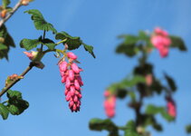 IMG_6566 Blütenstrauch Frühling Weitenhagen 2025.jpg