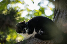 20250430_Katzen-im-Garten_001_Web.jpg