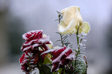 2025-01-19 11-15-40 Friedhof Magdeburg.jpg