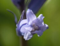blau 1.jpg