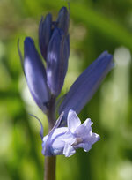 blau 2.jpg