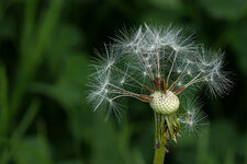 LumixS1RM2_100mmMakro.JPG