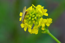 LumixS1RM2_100mmMakro-3.JPG
