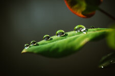 Drops.jpg