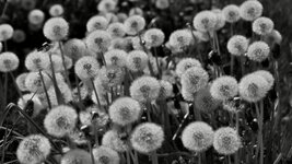 L1000296 2.JPG