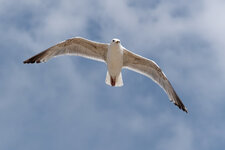 PG1_2028_Dx0-1.jpg