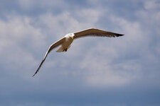 PG1_2139_Dx0-1.jpg