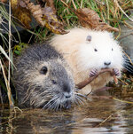 2024-12-05-Nutria-DS.jpg