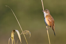 NZ6_3520.jpg