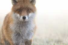 frosty-foxy.jpg