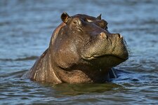 Hippos 62.jpg