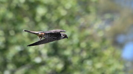 DSC_7384_ebv3.jpg