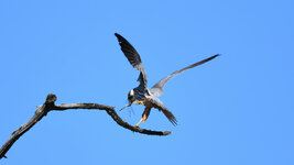 DSC_7605_ebv3.jpg