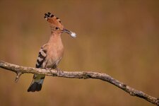 R5A_0559.jpg