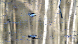 DSC_5393_ebv3.jpg