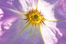 IMG_0219b.jpg