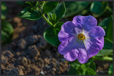 DSLR-forum--250519.1.2-250519.1-1200x800px.jpg