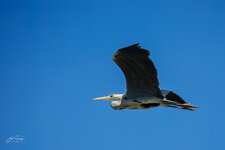 R6II4230.jpg