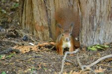 comp_DSC_1554.jpg