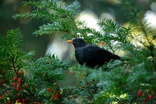 comp_DSC_1588.jpg