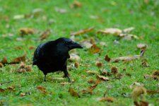 comp_DSC_1604.jpg