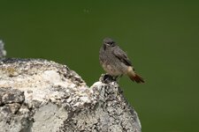 P1092133klein.jpg