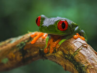 frosch-5.jpg