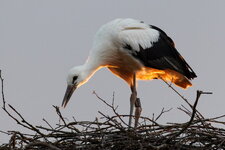 Storch.jpg