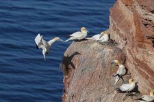 comp_Helgoland 2025-3637.jpg