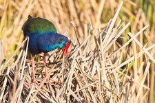 20130526_0800_south_africa-10.jpg