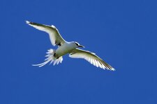 Weißschwanz-Tropikvogel.jpg