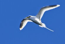 Weißschwanz-Tropikvogel II.jpg