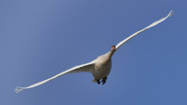 DSC_4730_ebv2.jpg