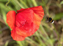 hummel.jpg
