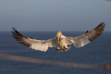 comp_Helgoland 2025-3152.jpg