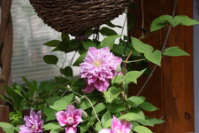 02 2025-05-26 R7 mit 18-150  @150mm 3P9A4349.JPG