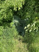 IMG_4799.jpeg