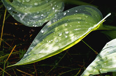 hosta 2.jpg