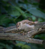 Jungspatz (2).jpg
