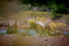 1DX_1229.jpg