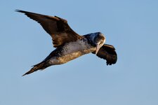 Helgoland-13.jpeg