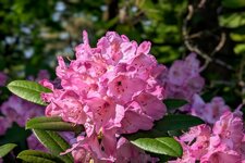 PXL_20250531 Rhododendron Arboretum 2025 1920.jpg
