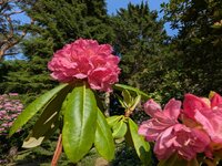 PXL_20250531 Rhododendron Arboretum 2025. 1920.jpg