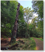 baum.jpg