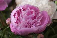 Dynax7D-01-crop.jpg
