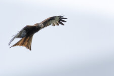 P6050844-ORF-4.jpg