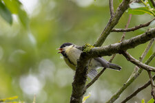 P6050893-ORF.jpg