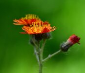 DSC_0059b.JPG