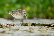 Brachvogel -5.jpg