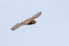 P6100055-ORF-2.jpg